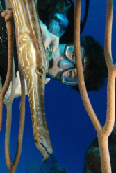 Diver and trumpetfish.  Nikon D70, 12-24 wide angle.   by David Heidemann 